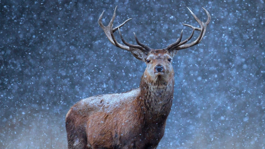 雪地里的红鹿 