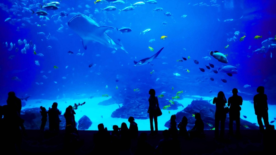 美国亚特兰大 、乔治亚水族馆