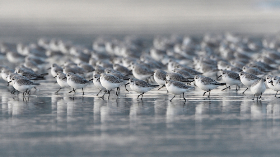 海滩上的三趾鹬、法国布列塔尼大区