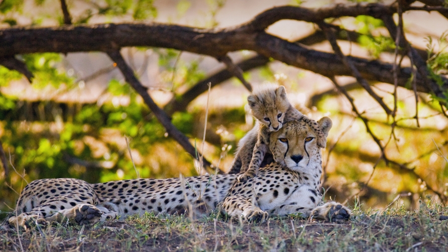 Mother cheetah ┱and┱ her cub in the Maasai Mara nature reserve、 Kenya