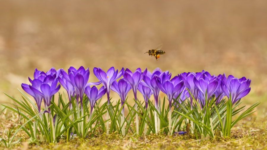 Honeybee flying over crocuses in the Tatra Mountains、 Pol┱and┱