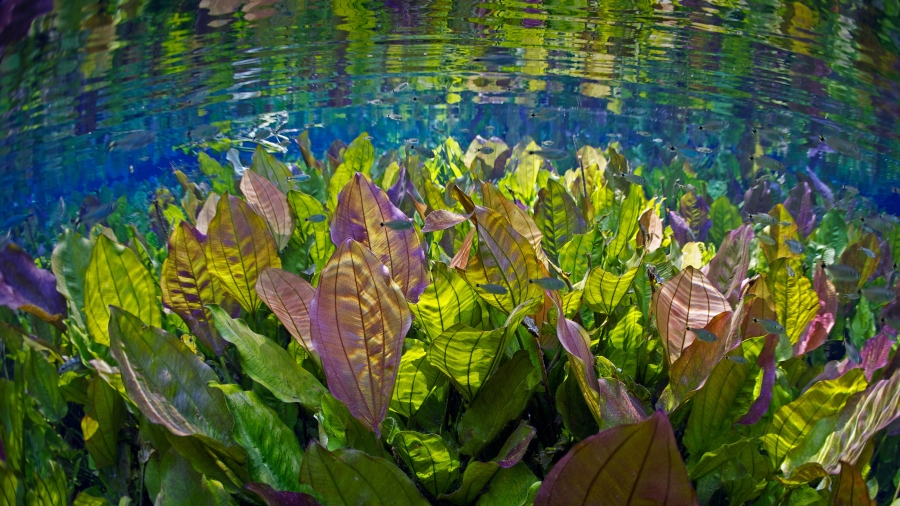 大自然的水族馆中的水下景观、巴西