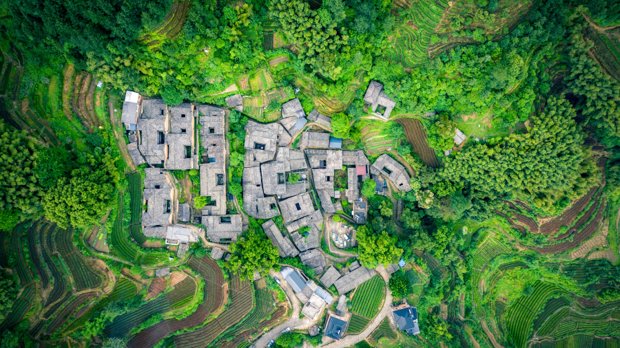 杨家塘村茶园,松阳县,中国