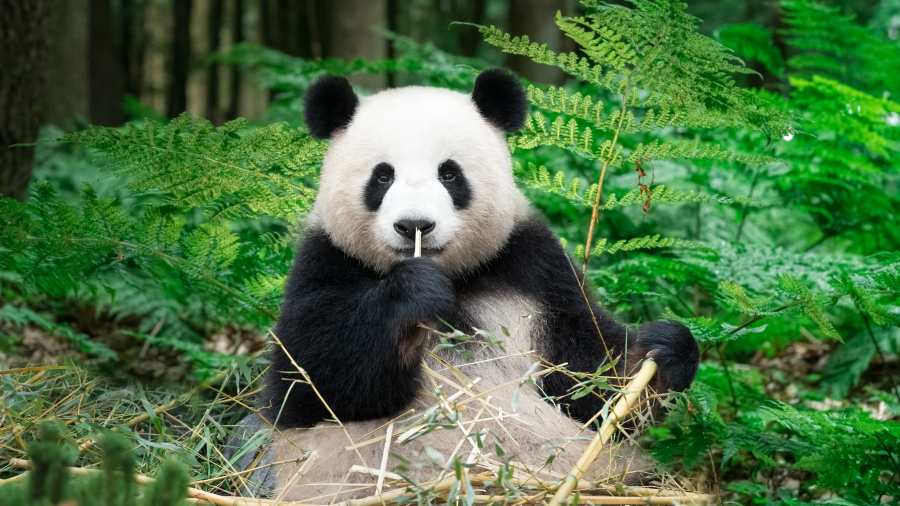 正在吃竹子的大熊猫,中国
