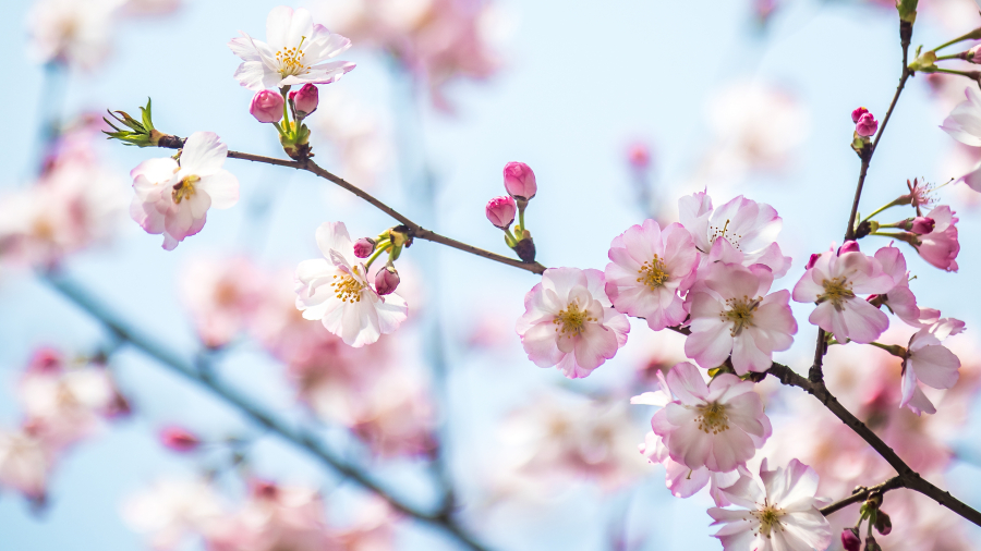 春日樱花,上海,中国