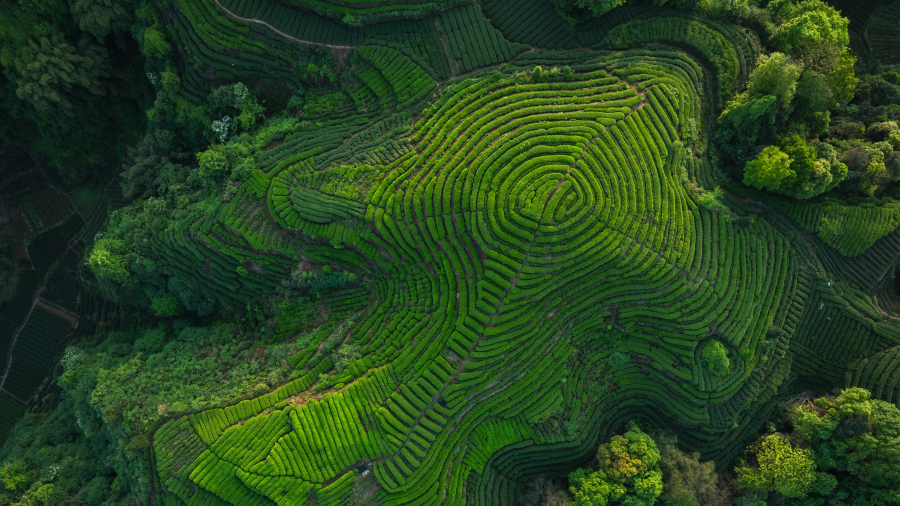 四川省的茶梯田, 中国